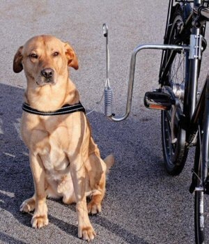 cykelfaste.png