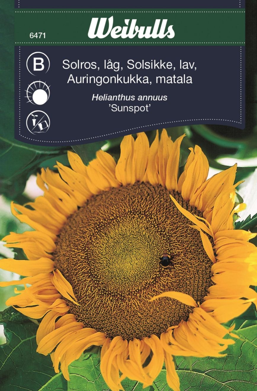 Weibulls Solros låg sunspot