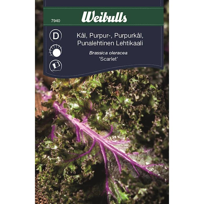 Weibulls-kaali, violetti 'Scarlet'
