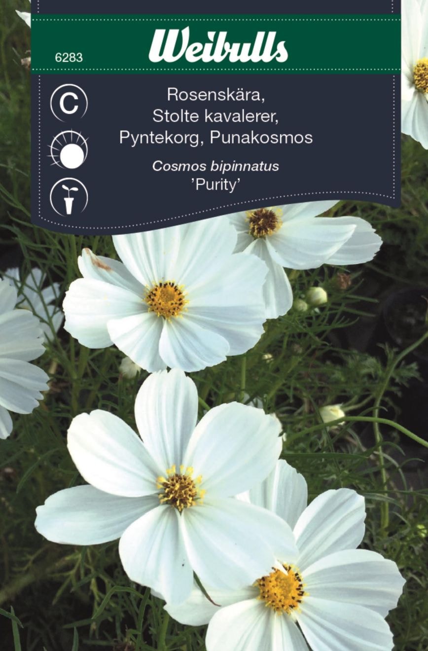 Weibulls Kosmoskukka, valkoinen