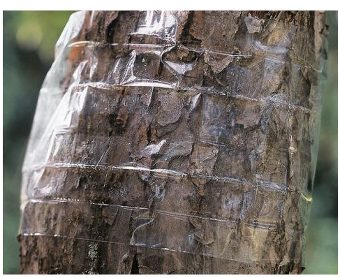 Durchsichtige Limring 12x5m