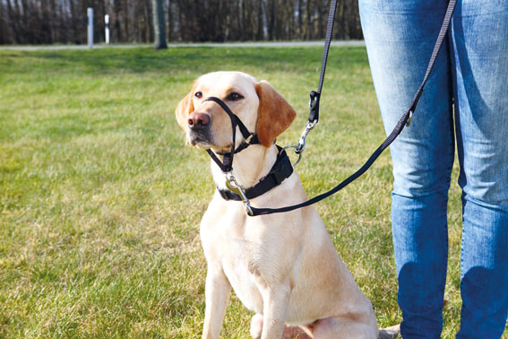 Nossele Top-Trainer XL 46cm, Svart