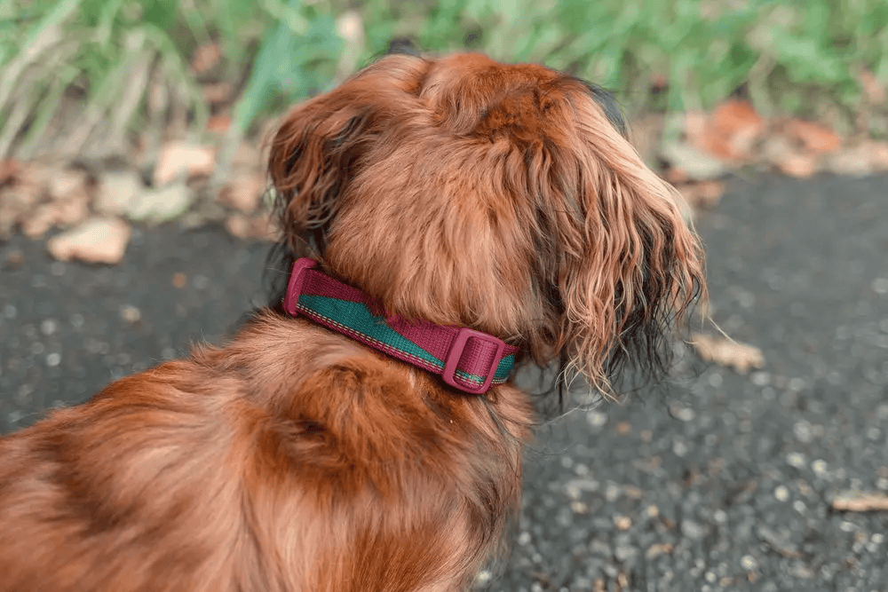 Trail_quest_collar_sunrise2.png