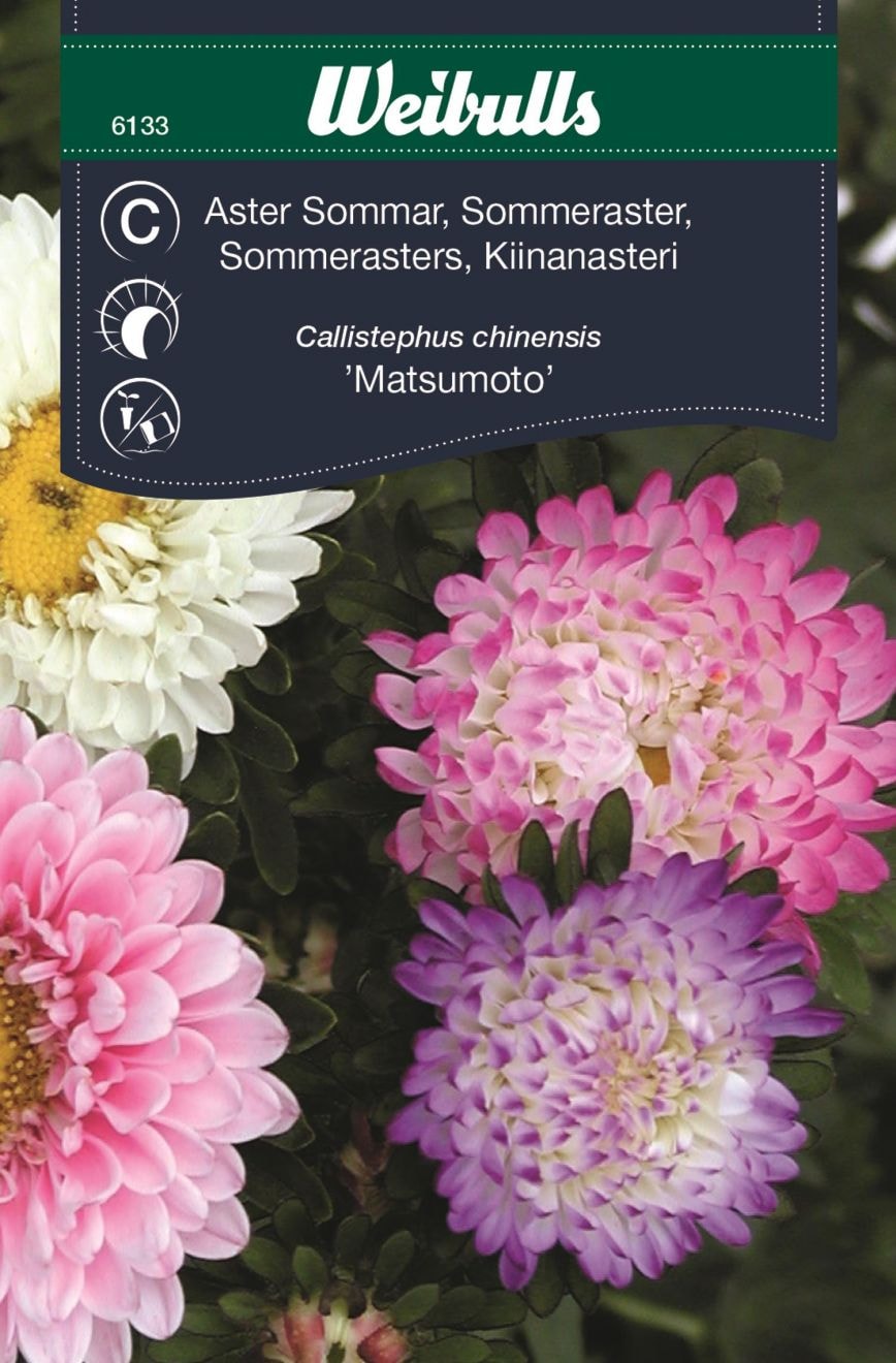 Weibulls Aster pastell sommar Frö