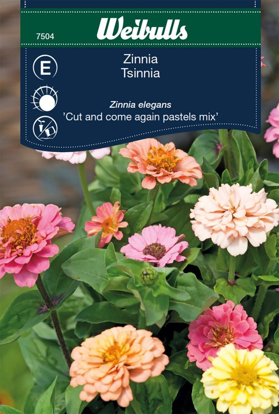 Weibulls Zinnia elegans Cut&Cut