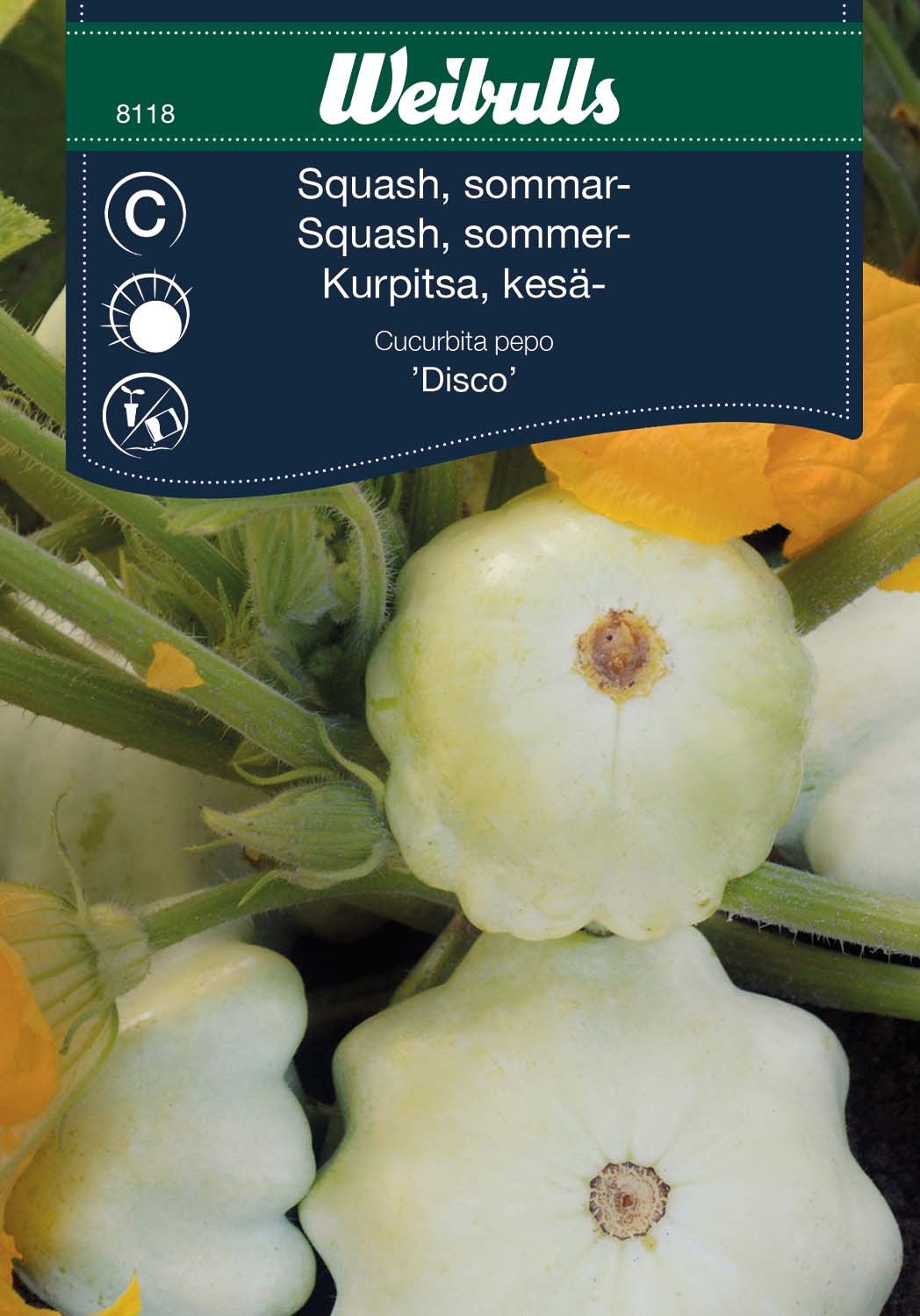 Weibulls Squash, sommar-