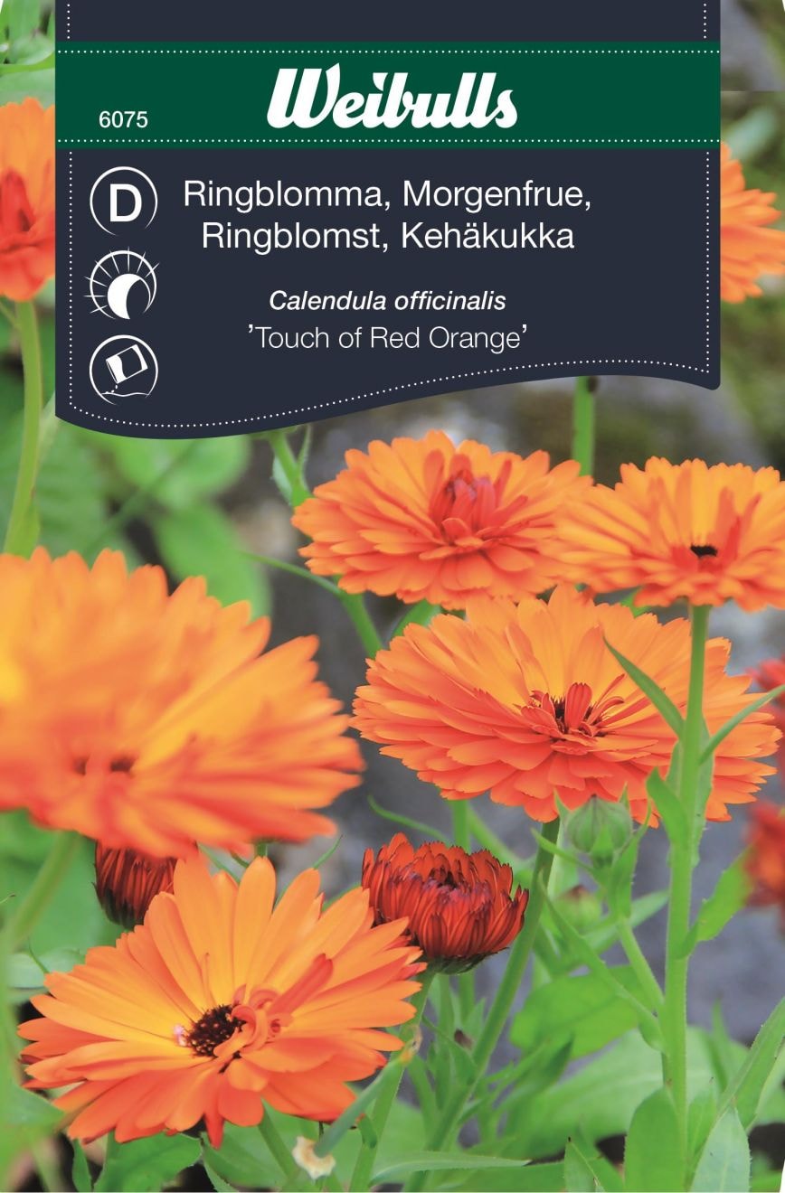 Weibulls Kehäkukka "Touch of Red Orange"