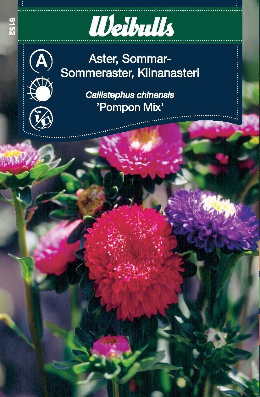 Weibulls Aster pompon sommar