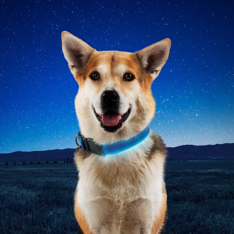 NiteDog™ hundhalsband med belysning, Large, blå, uppladdningsbar, blå LED
