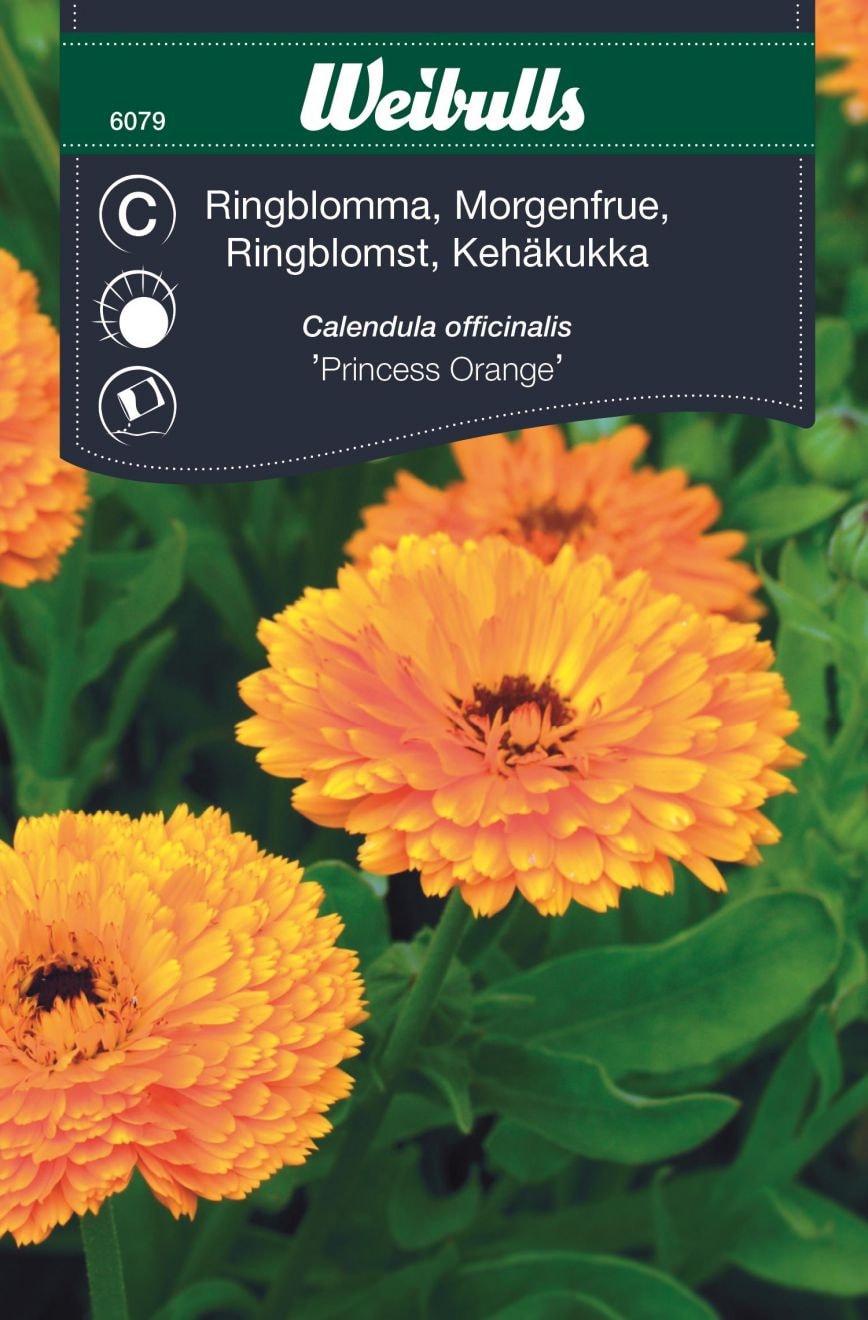 Weibulls Kehäkukka Princess