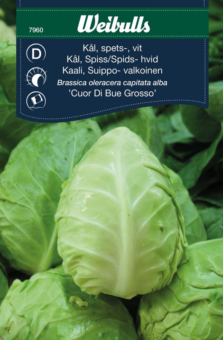 Weibulls Kål, Spets- vit