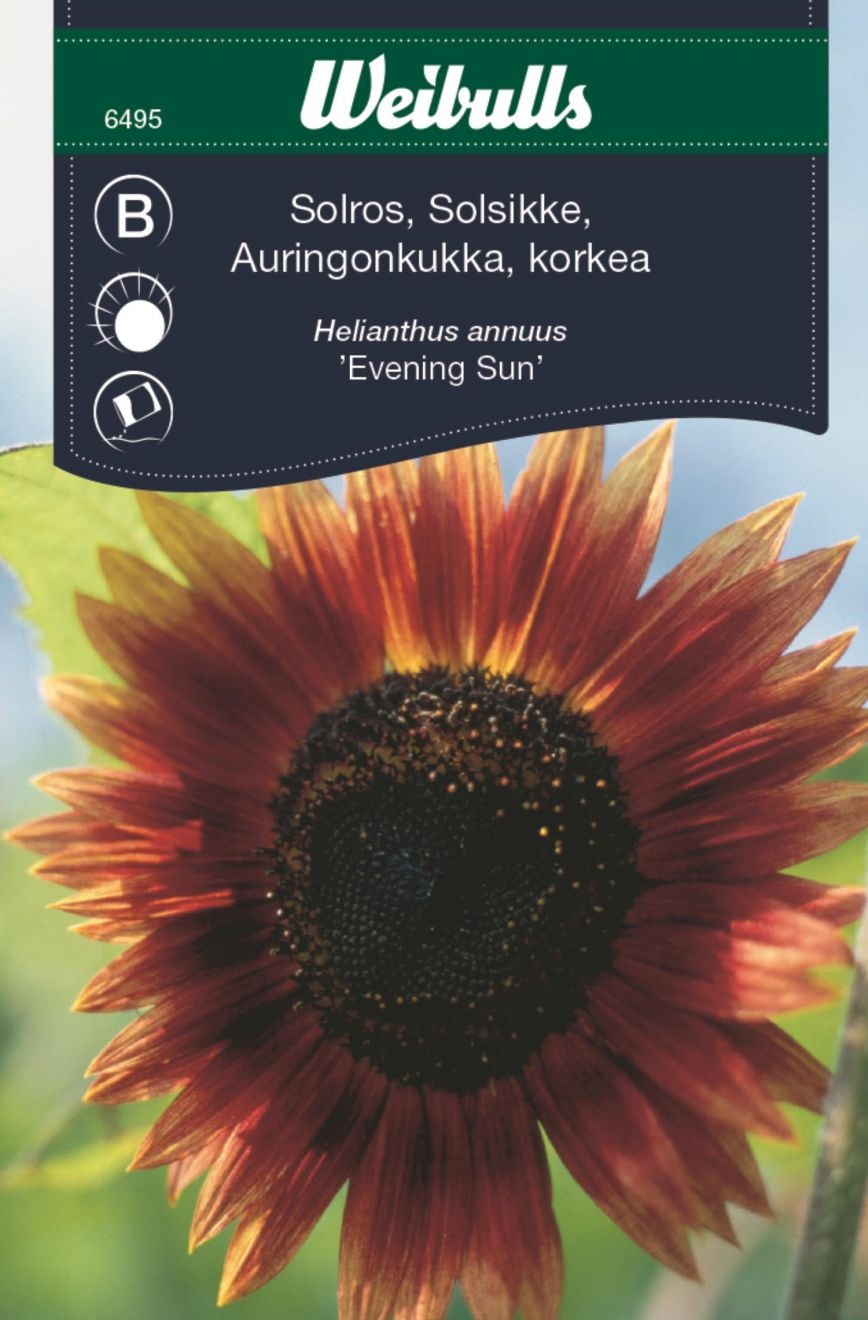 Weibulls Solros evening sun