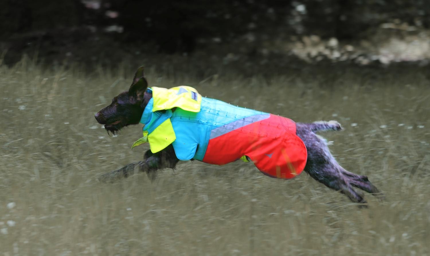 Image title missing