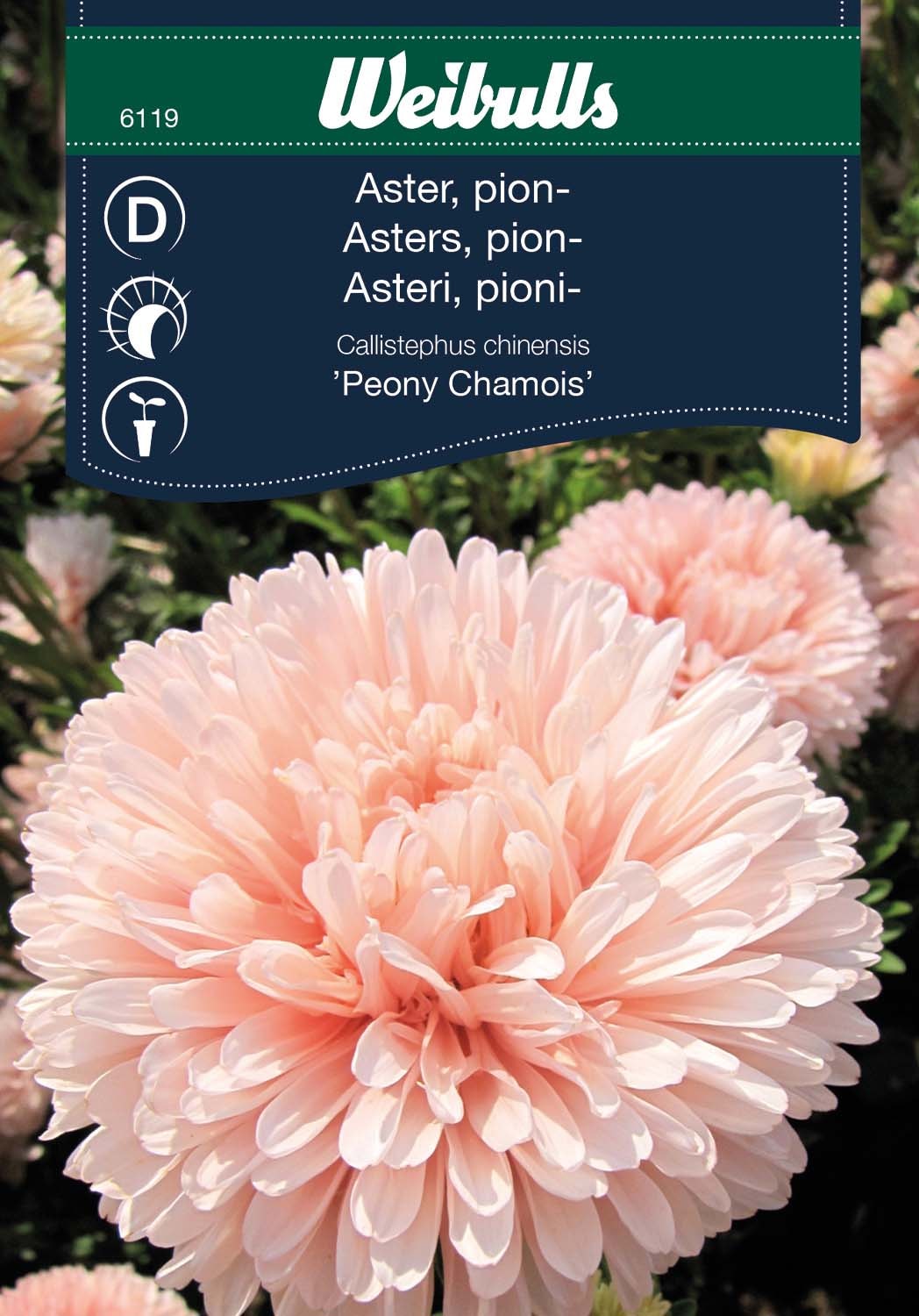 Weibulls Aster, pion-, aprikos