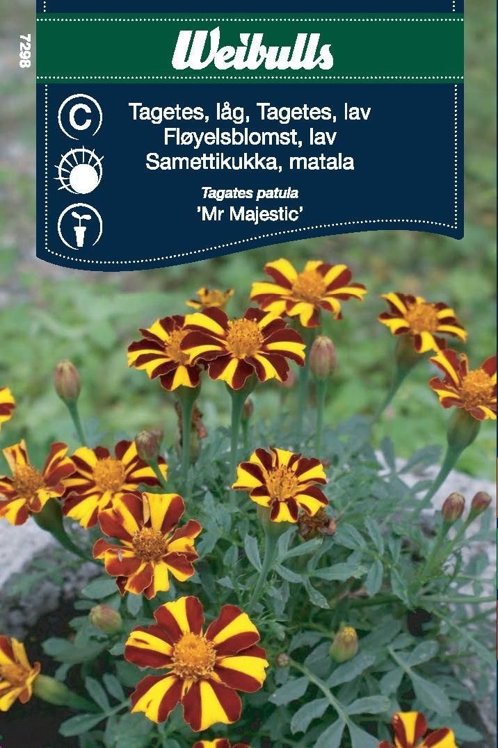 Weibulls Tagetes Mr majestic