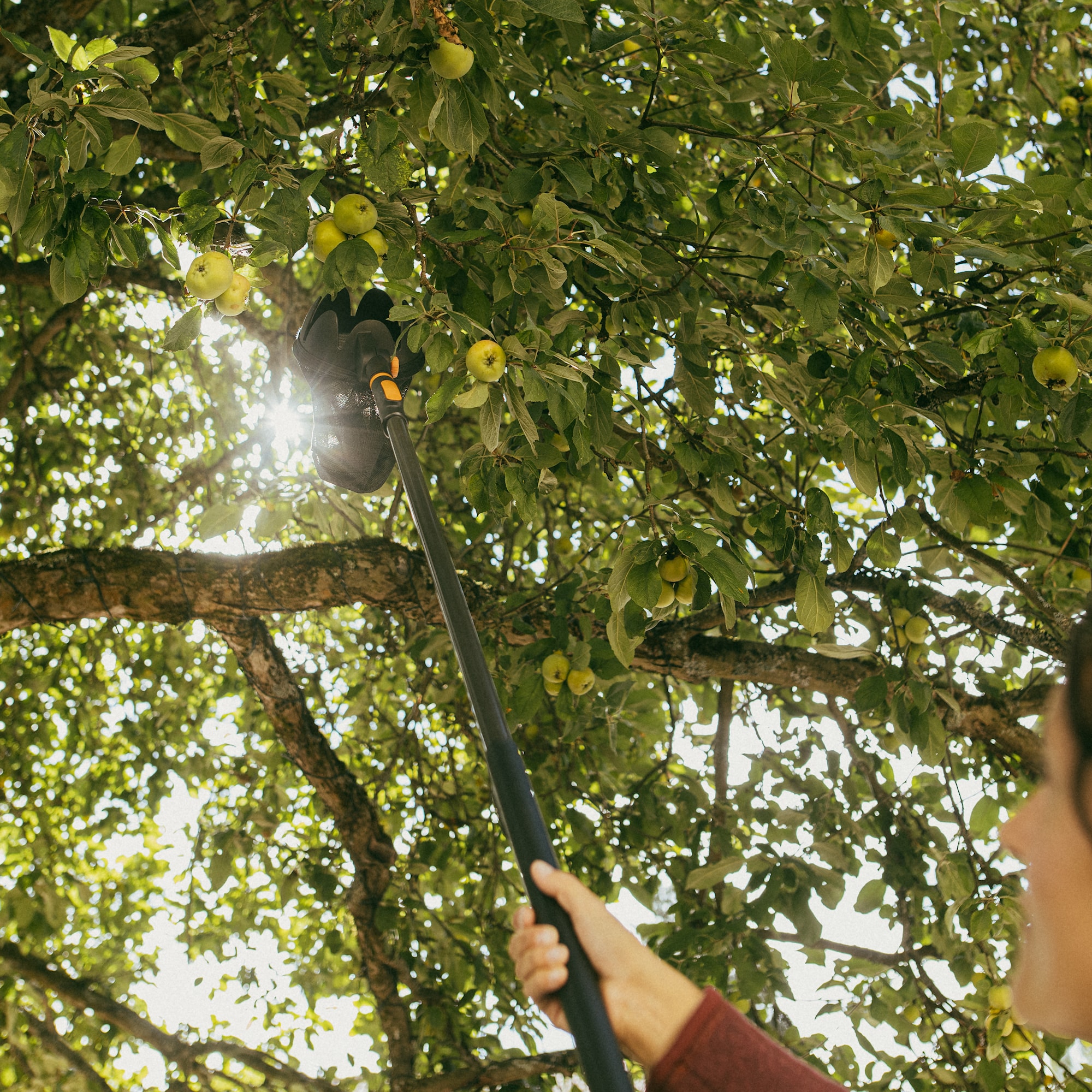 1080692_Fiskars_OneClick_Fruit_Picker_action_01_1x