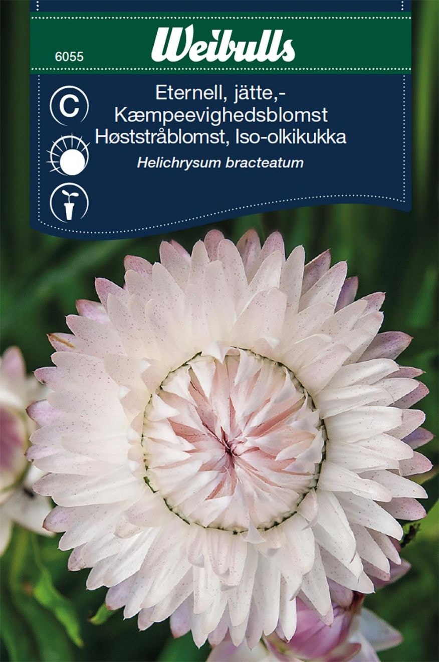 Weibulls Eternell jätte-Silverpink