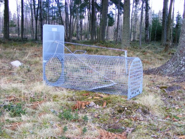 Lotin mäyrän loukku, osittain koottu (kiinnittämätön luukku)