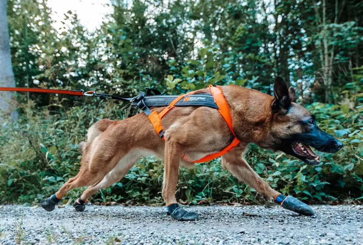 freemotion_harness_5_0_setting_2.png