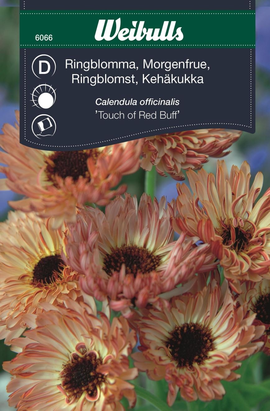 Weibulls Kehäkukka "Touch Of Red Buff"