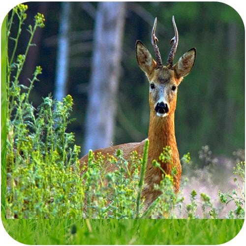 Viltmästarens Intensiv 5kg