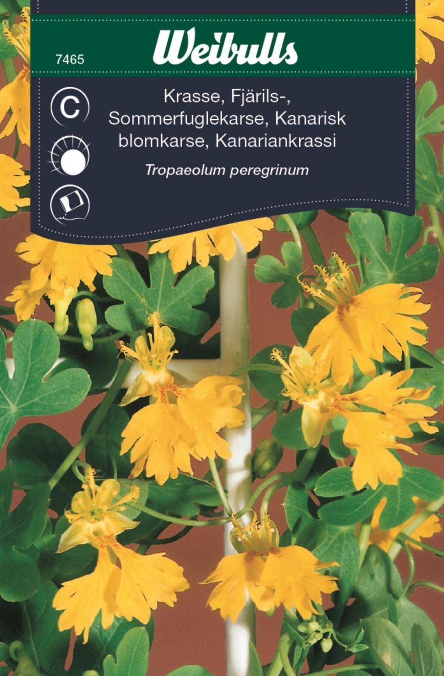 Weibulls Krasse fjärils