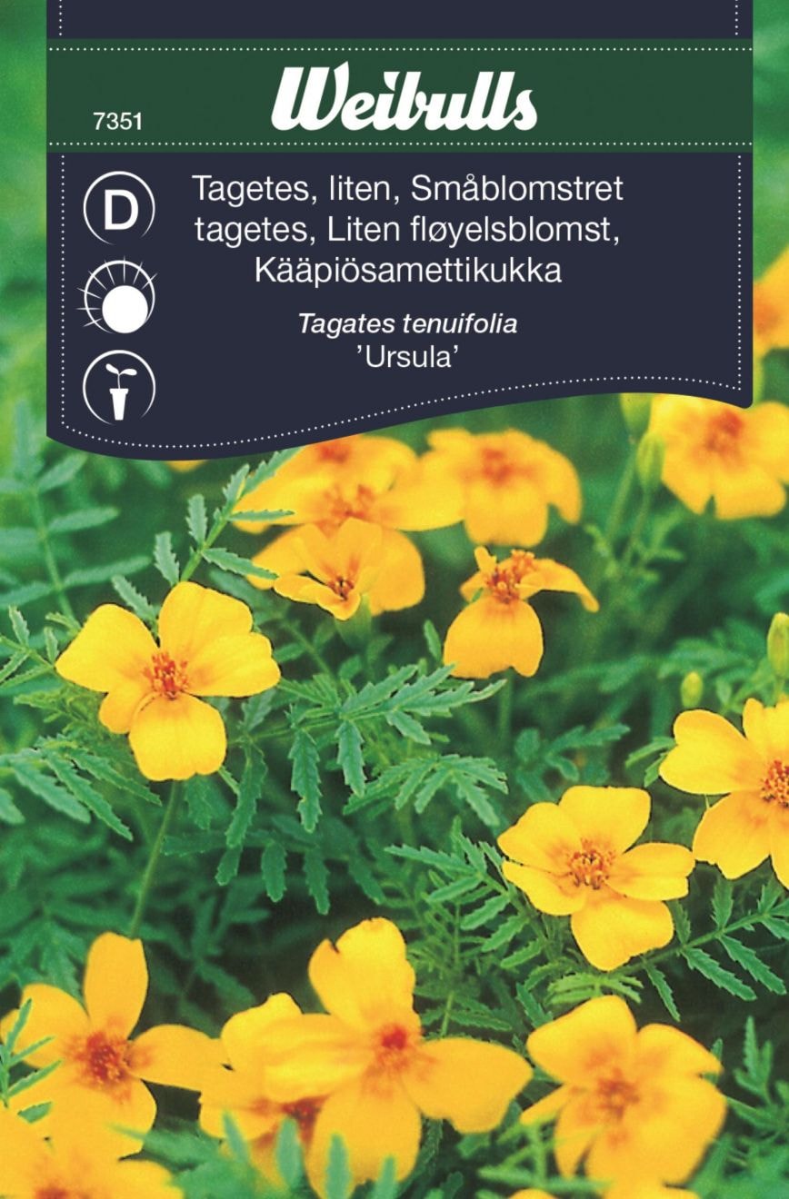 Tagetes Liten Ursula