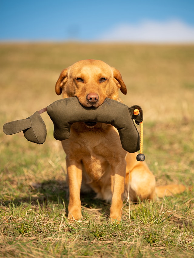 Rabbit_Dog_Dummy_produkt_foto_07_small_web[1].jpg