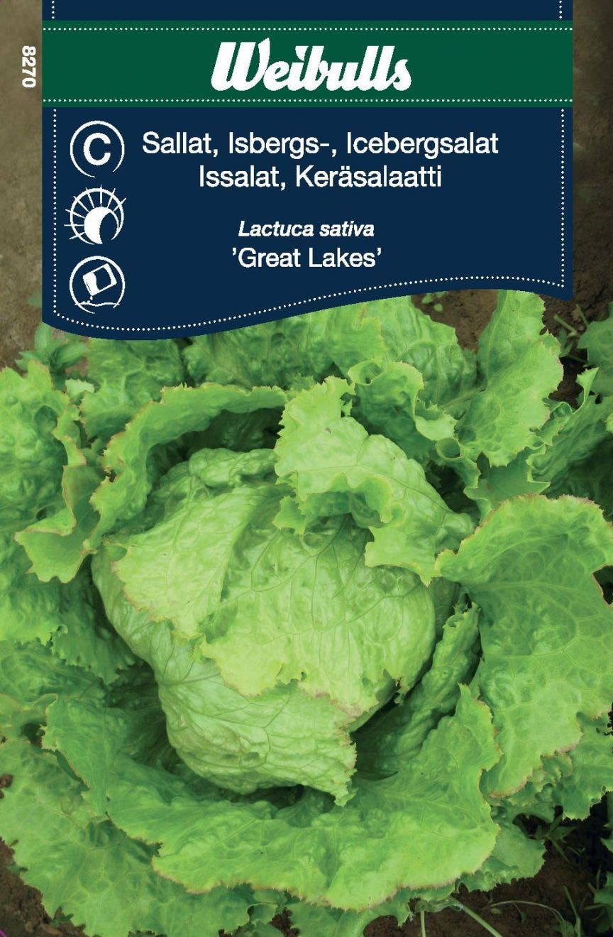 Weibulls Sallat, Isberg